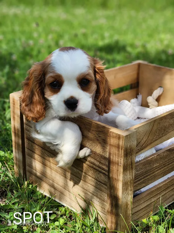 Spot – Cavalier King Charles Spaniel puppy for sale in Morris, PA
