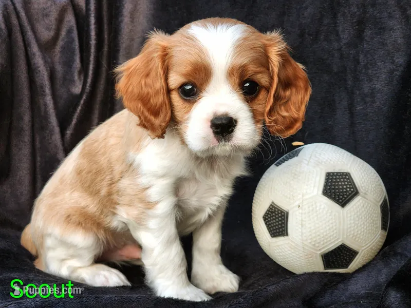 Scout – Cavalier King Charles Spaniel puppy for sale in Morris, PA