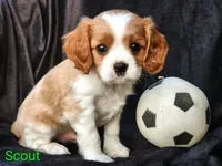 Scout, a male Cavalier King Charles Spaniel for sale in Morris, PA – 1 of 10