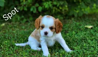 Spot, a male Cavalier King Charles Spaniel for sale in Morris, PA – 2 of 7