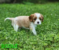 Scout, a male Cavalier King Charles Spaniel for sale in Morris, PA – 4 of 10