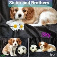 Scout, a male Cavalier King Charles Spaniel for sale in Morris, PA – 8 of 10
