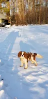 Spot, a male Cavalier King Charles Spaniel for sale in Morris, PA – 7 of 7