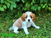 Scout, a male Cavalier King Charles Spaniel for sale in Morris, PA – 3 of 10
