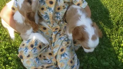 Spot, a male Cavalier King Charles Spaniel for sale in Morris, PA – 4 of 7