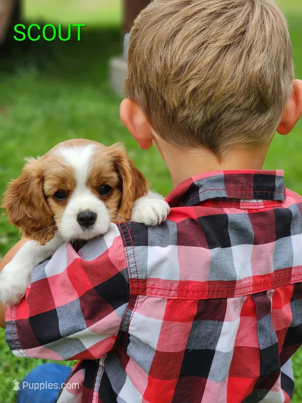 Scout – Cavalier King Charles Spaniel puppy for sale in Morris, PA