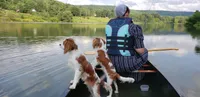 Spot, a male Cavalier King Charles Spaniel for sale in Morris, PA – 6 of 7
