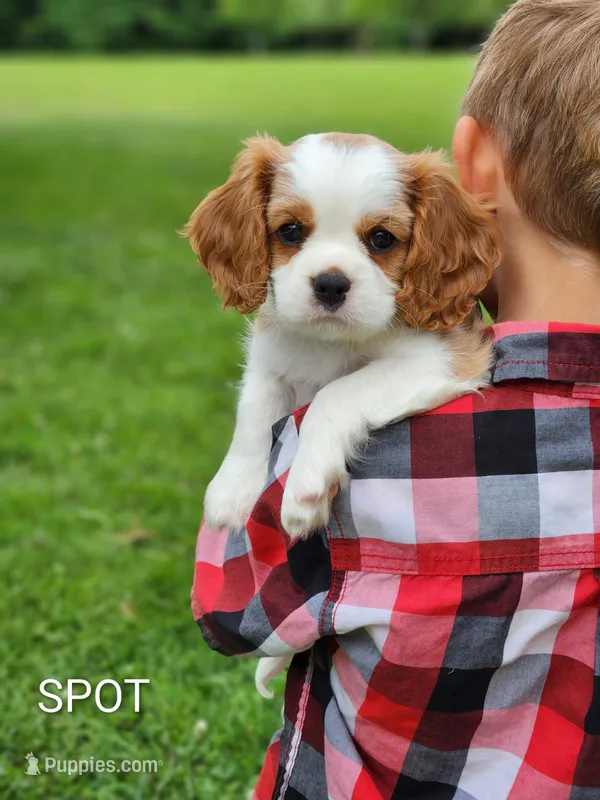 Spot – Cavalier King Charles Spaniel puppy for sale in Morris, PA