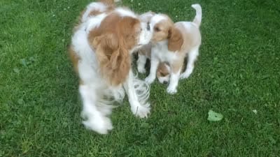 Scout, a male Cavalier King Charles Spaniel for sale in Morris, PA – 10 of 10