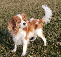 Scout, a male Cavalier King Charles Spaniel for sale in Morris, PA – 5 of 10