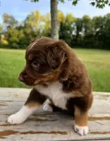 Chilli, a female Australian Shepherd for sale in Cub Run, KY – 2 of 6