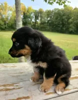 Socks, a male Australian Shepherd for sale in Cub Run, KY – 3 of 6