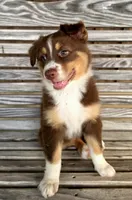 Betty, a female Australian Shepherd for sale in Cub Run, KY – 1 of 6