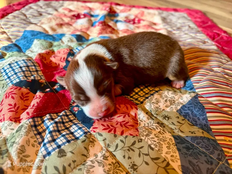 Pearl – Australian Shepherd puppy for sale in Cub Run, KY