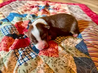 Pearl, a female Australian Shepherd for sale in Cub Run, KY – 1 of 3