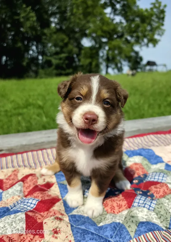 Betty – Australian Shepherd puppy for sale in Cub Run, KY