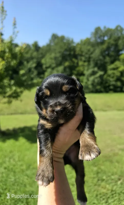 Socks – Australian Shepherd puppy for sale in Cub Run, KY