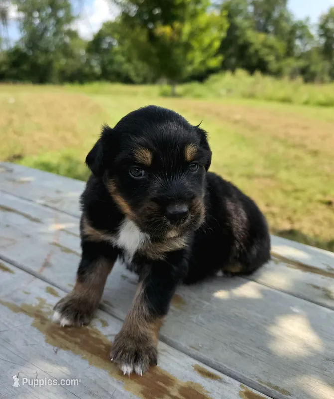 Socks – Australian Shepherd puppy for sale in Cub Run, KY