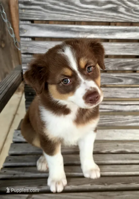 Pearl – Australian Shepherd puppy for sale in Cub Run, KY