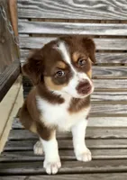 Pearl, a female Australian Shepherd for sale in Cub Run, KY – 1 of 6