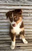 Betty, a female Australian Shepherd for sale in Cub Run, KY – 2 of 6