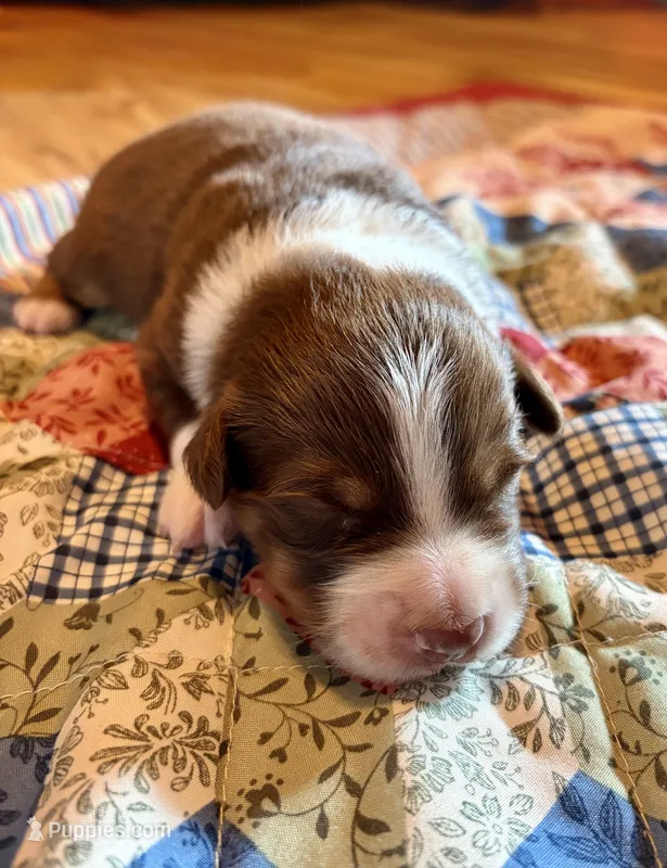 Betty – Australian Shepherd puppy for sale in Cub Run, KY