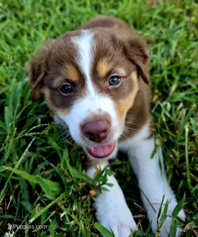 Pearl – Australian Shepherd puppy for sale in Cub Run, KY