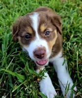 Pearl, a female Australian Shepherd for sale in Cub Run, KY – 1 of 7