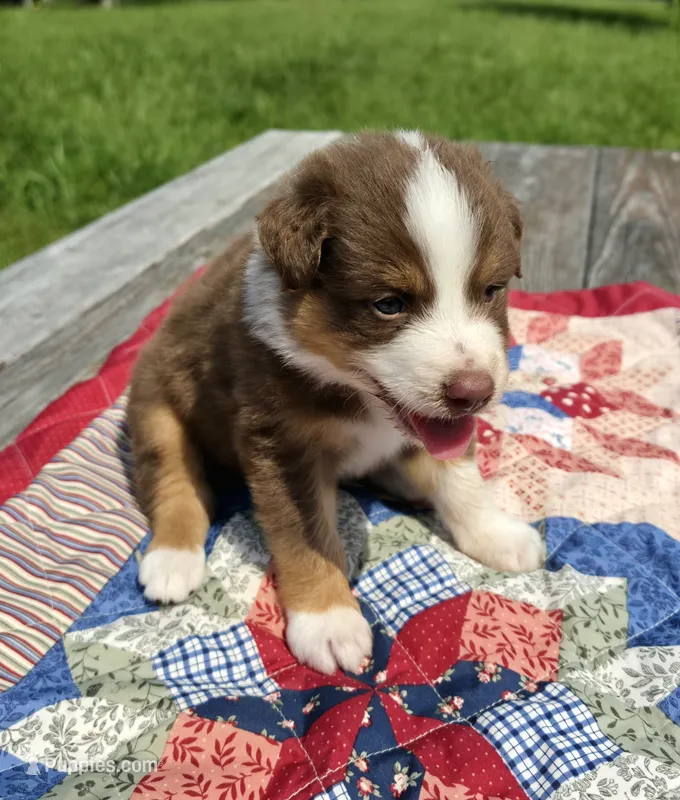Bamm-Bamm – Australian Shepherd puppy for sale in Cub Run, KY