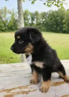 Muffin, a female Australian Shepherd for sale in Cub Run, KY – 1 of 5