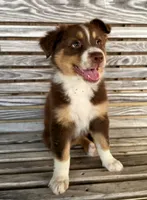Betty, a female Australian Shepherd for sale in Cub Run, KY – 3 of 6
