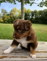 Chilli, a female Australian Shepherd for sale in Cub Run, KY – 1 of 6