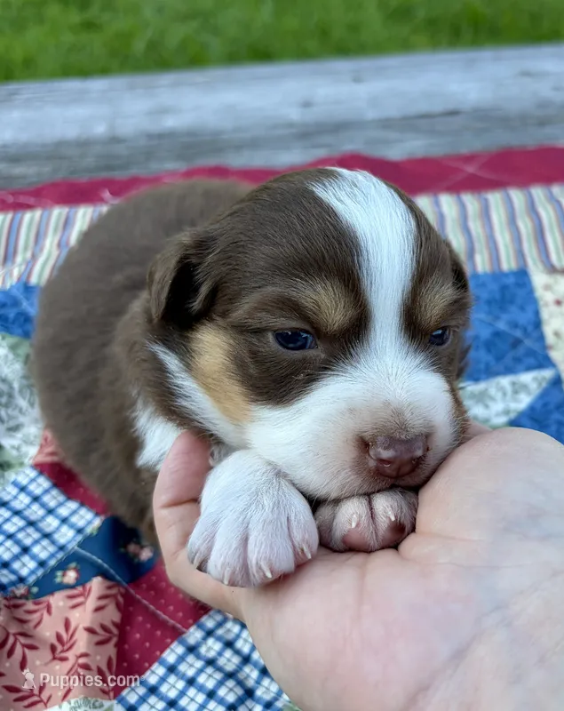 Pearl – Australian Shepherd puppy for sale in Cub Run, KY
