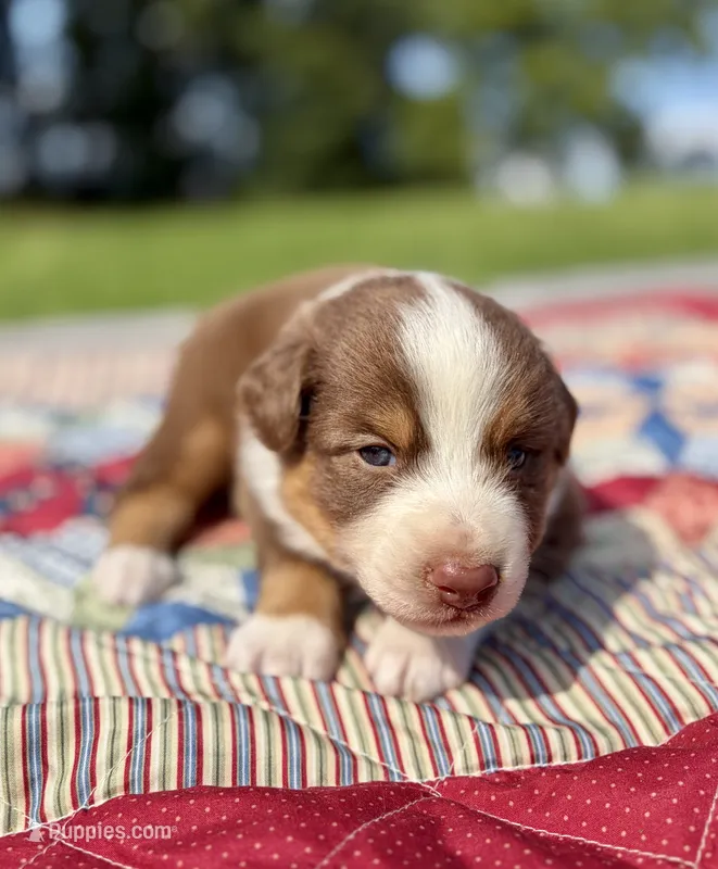 Bamm-Bamm – Australian Shepherd puppy for sale in Cub Run, KY