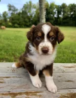 Calypso, a female Australian Shepherd for sale in Cub Run, KY – 5 of 7