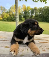 Socks, a male Australian Shepherd for sale in Cub Run, KY – 4 of 6