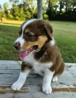 Pearl, a female Australian Shepherd for sale in Cub Run, KY – 5 of 7