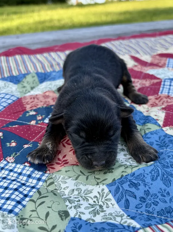 Muffin – Australian Shepherd puppy for sale in Cub Run, KY