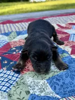Muffin, a female Australian Shepherd for sale in Cub Run, KY – 1 of 3