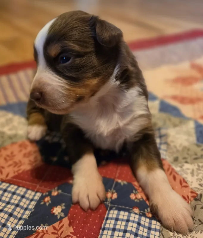 Calypso – Australian Shepherd puppy for sale in Cub Run, KY