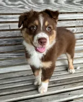 Betty, a female Australian Shepherd for sale in Cub Run, KY – 4 of 6