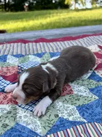 Calypso, a female Australian Shepherd for sale in Cub Run, KY – 2 of 4