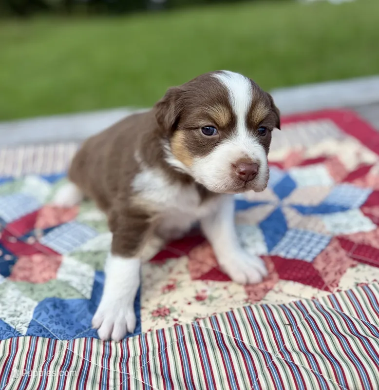 Pearl – Australian Shepherd puppy for sale in Cub Run, KY