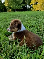 Betty, a female Australian Shepherd for sale in Cub Run, KY – 2 of 4