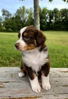 Calypso, a female Australian Shepherd for sale in Cub Run, KY – 2 of 7