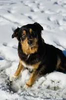 Bingo, a female Australian Shepherd for sale in Cub Run, KY – 4 of 5