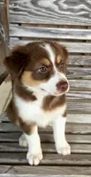 Pearl, a female Australian Shepherd for sale in Cub Run, KY – 4 of 6
