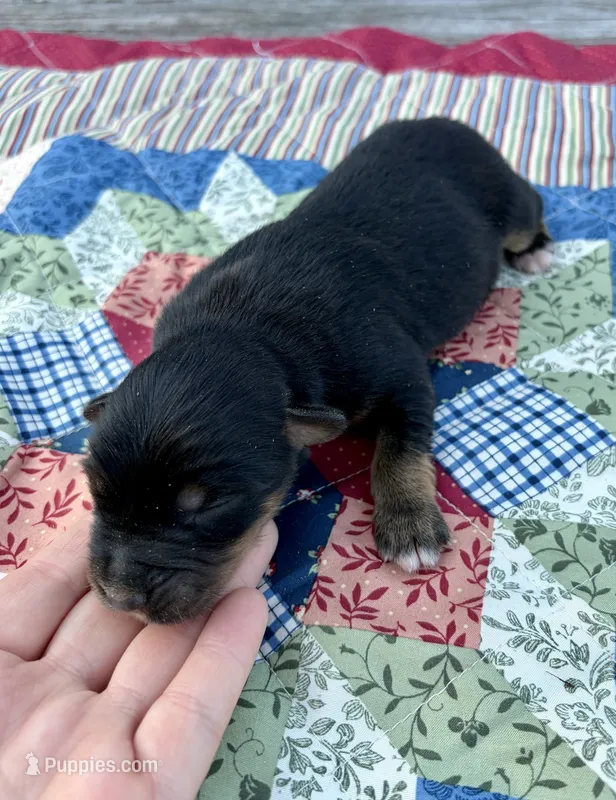 Socks – Australian Shepherd puppy for sale in Cub Run, KY