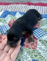 Socks, a male Australian Shepherd for sale in Cub Run, KY – 1 of 4