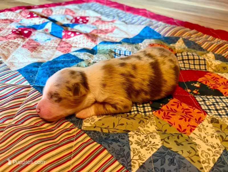 PEBBLES – Australian Shepherd puppy on hold in Cub Run, KY